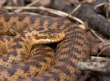 Female adder - Tom Marshall